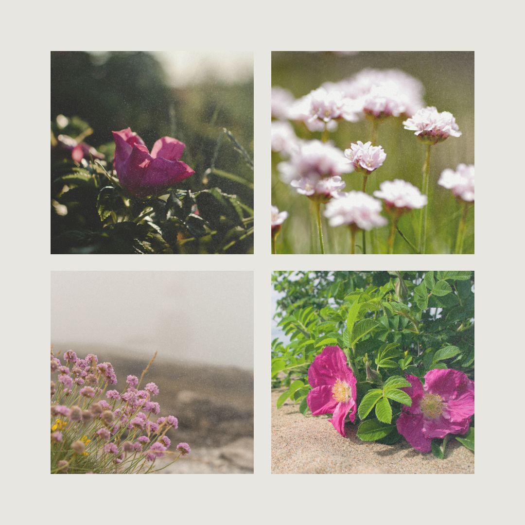 HANDSEIFE HECKENROSE & STRANDNELKE