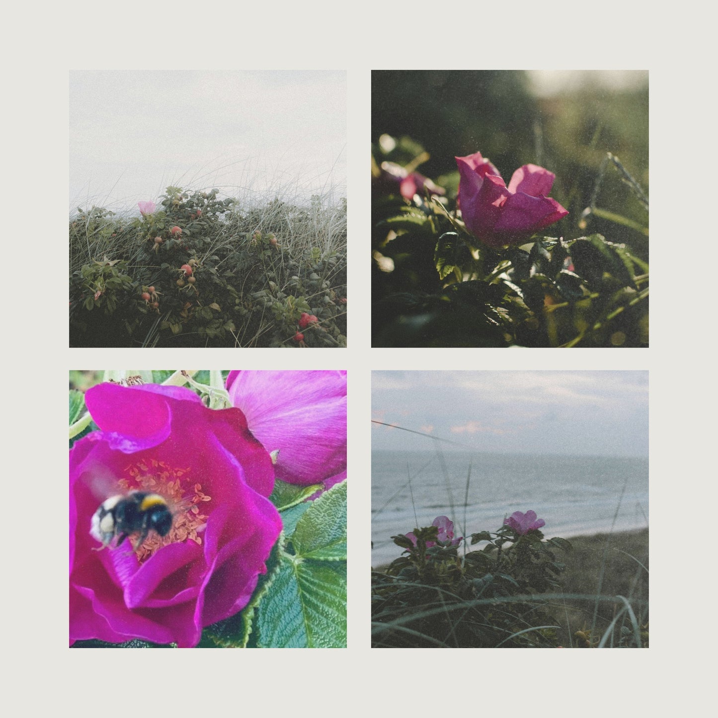 DUFTKERZE ROSA RUGOSA