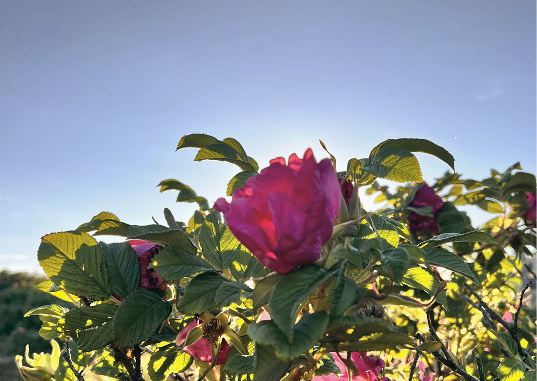 Rosa Rugosa - Ein Dufterlebnis auf Sylt