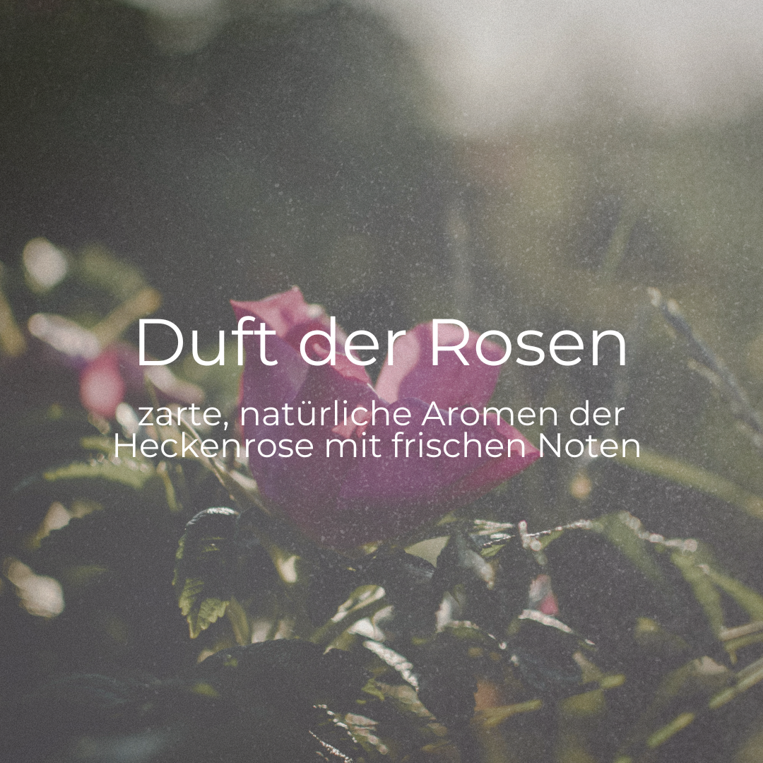 DUFTKERZE ROSA RUGOSA