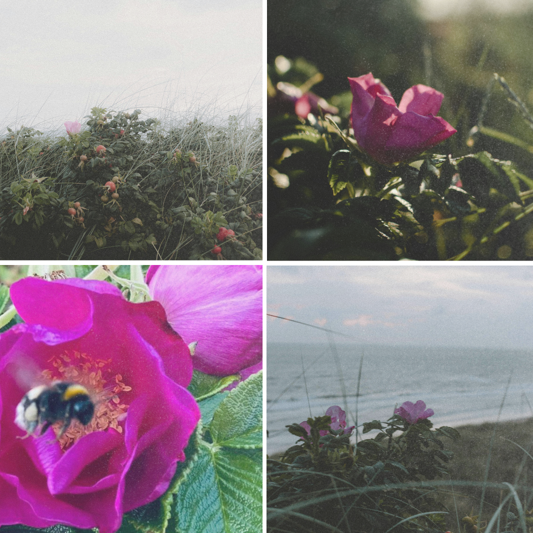 DUFTKERZE ROSA RUGOSA