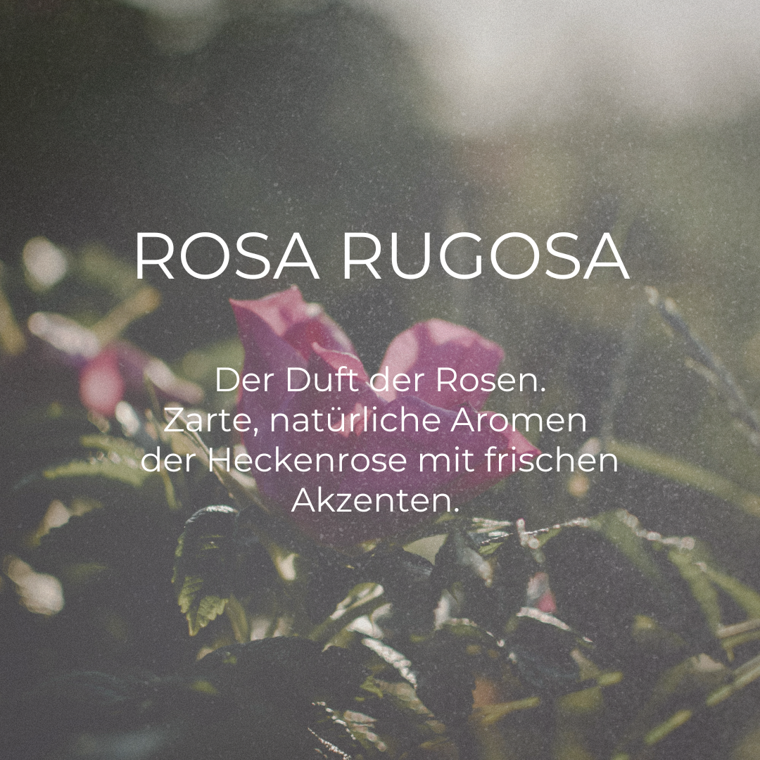 DUFTKERZE ROSA RUGOSA