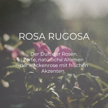 DUFTKERZE ROSA RUGOSA