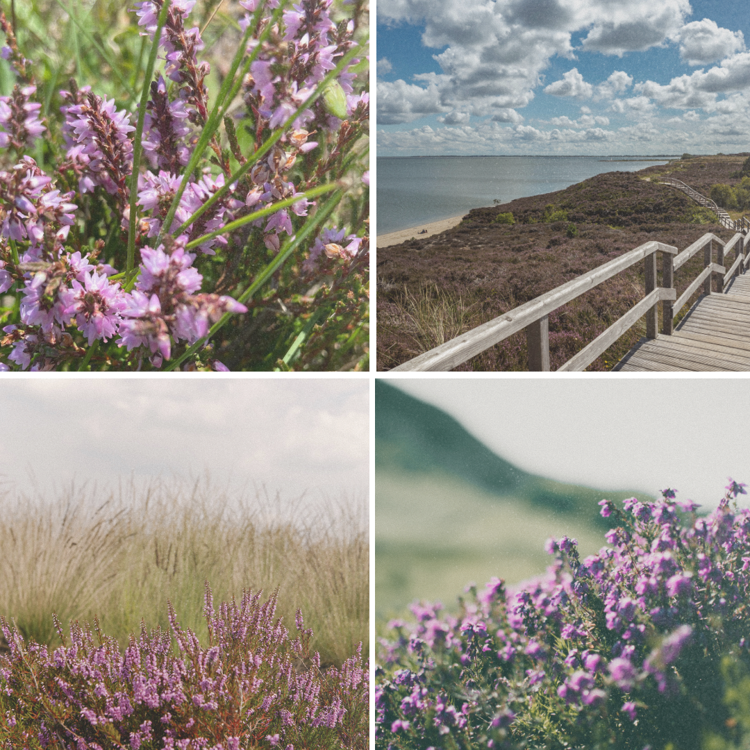 RAUMDIFFUSER SYLTER HEIDE