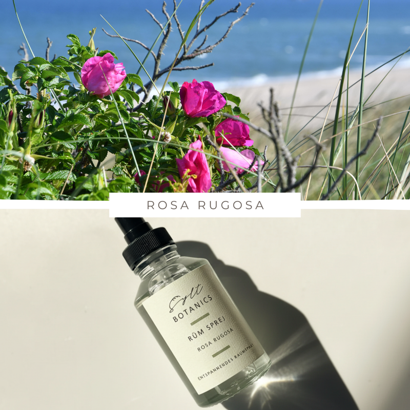 RAUMSPRAY ROSA RUGOSA