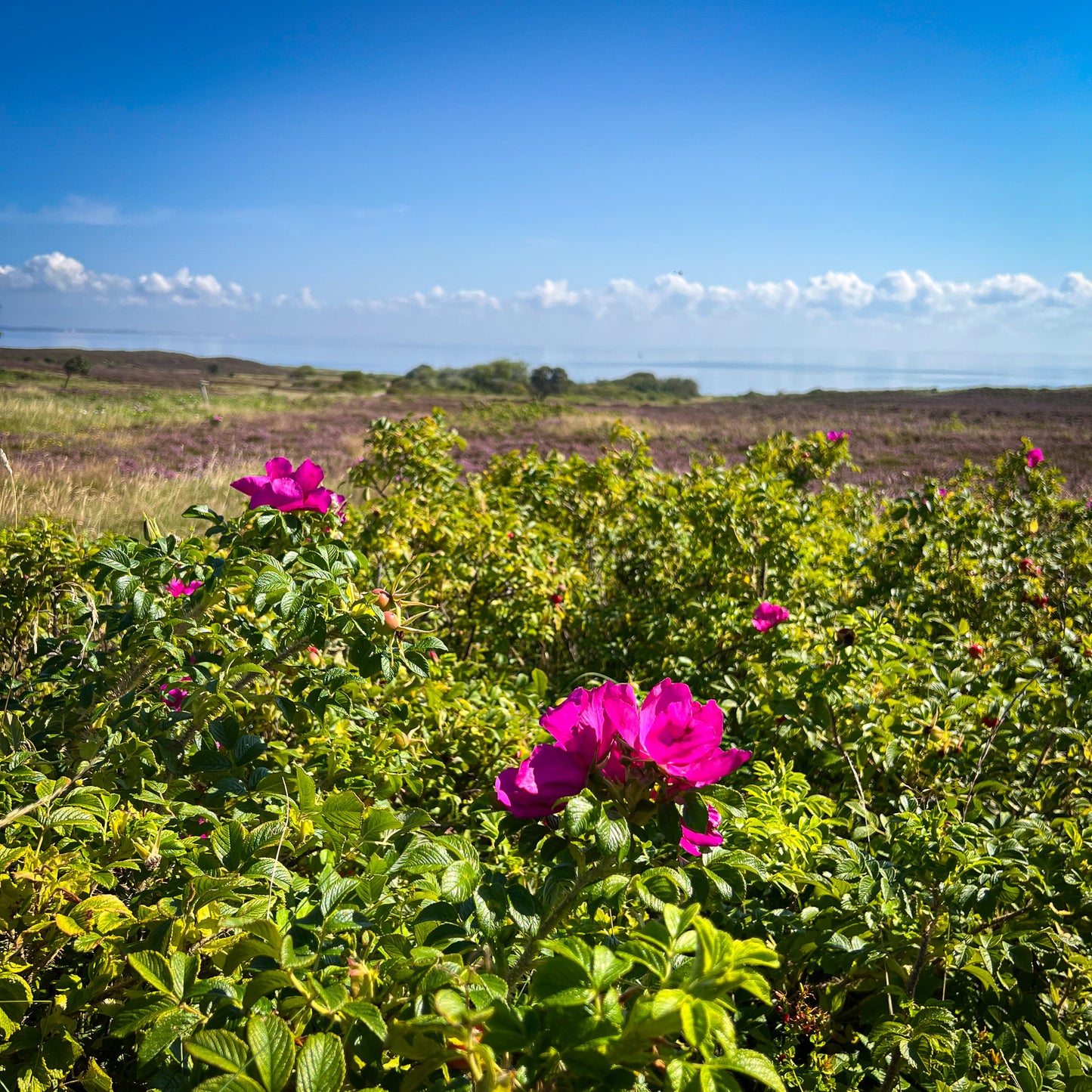 ROSA RUGOSA